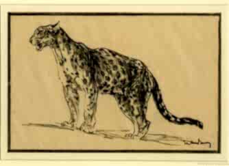 Leopard Standing (1917)