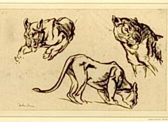 Three Studies of a Lioness (1917)