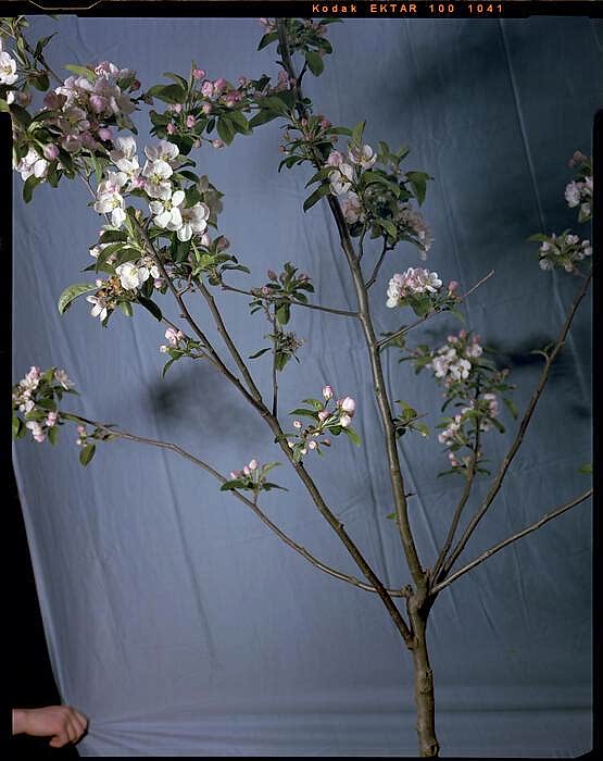Flowers I (2016)