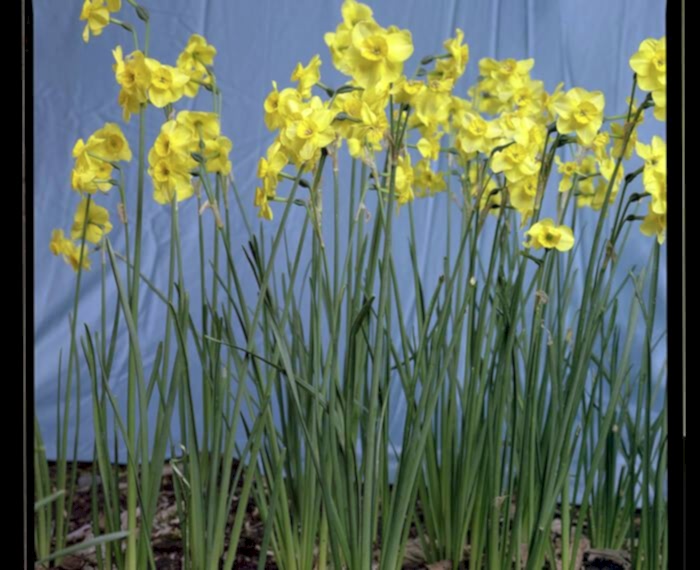 Flowers II (2016)